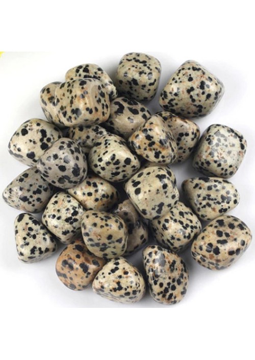 dalmatian-jasper