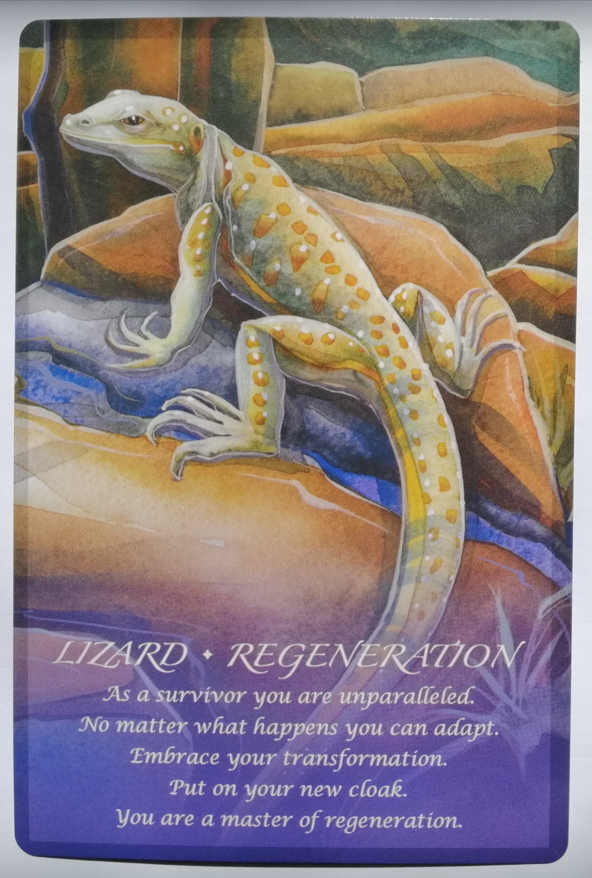 lizard
