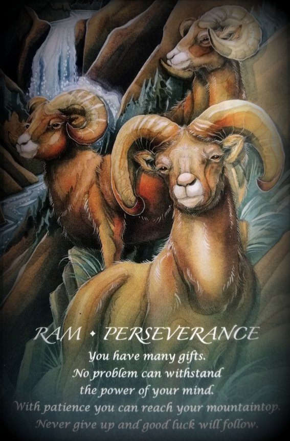 ram